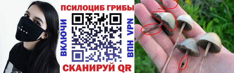 OMG зеркало Покачи Псилоцибиновые грибы Psilocybine cubensis